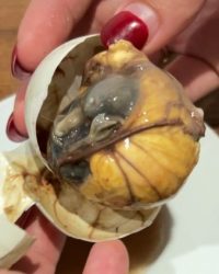 Balut