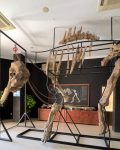 Museum Sangiran