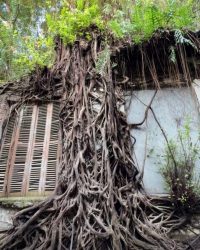 Rumah Akar Kota Lama Semarang